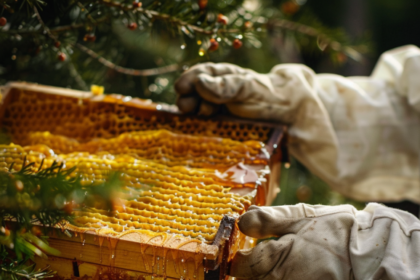 Greek Fir Honey Harvesting