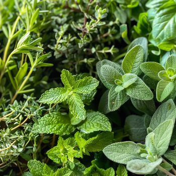 Greek Herbs