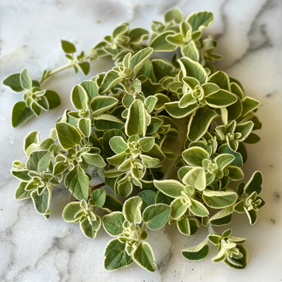 Greek Oregano