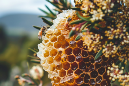 Manuka Honey New Zealand