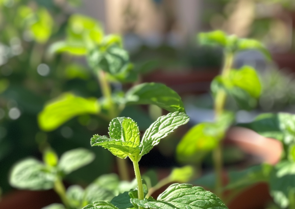 Mint in wild