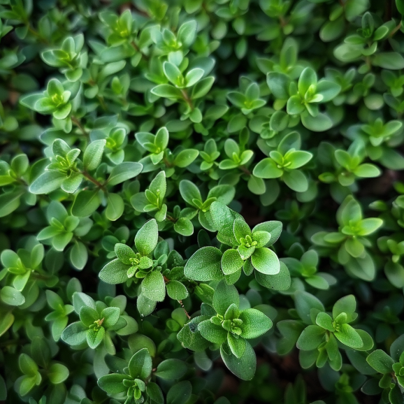 Thyme 